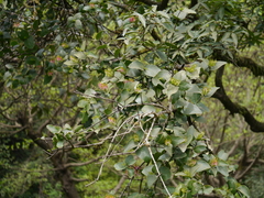 Dendrophthoe falcata amplexifolia