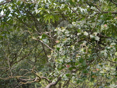 Dendrophthoe falcata amplexifolia