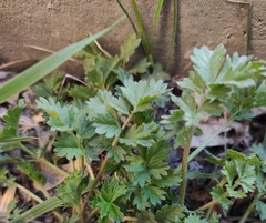 Potentilla tobolensis