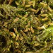 Jameson's Liverwort - Photo (c) Stefan Gey, some rights reserved (CC BY-NC), uploaded by Stefan Gey