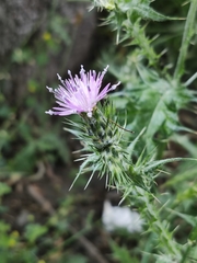 Carduus pycnocephalus