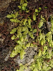 Radula lindenbergiana