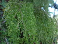 Hymenophyllum pulcherrimum image