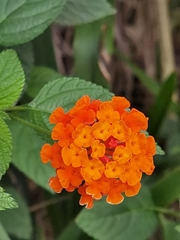 Lantana camara
