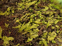 Radula lindenbergiana