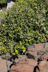 Eugenia capensis capensis