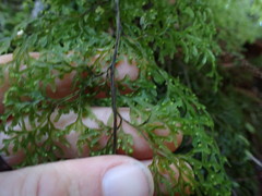 Hymenophyllum pulcherrimum image