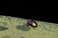 Plamius quadrinotatus