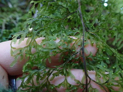 Hymenophyllum pulcherrimum image