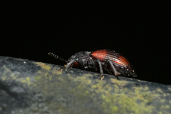 Plamius quadrinotatus