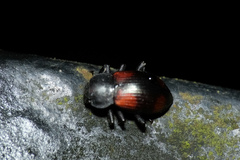 Plamius quadrinotatus