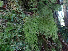 Hymenophyllum pulcherrimum image