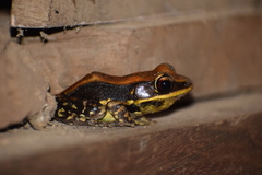 Hydrophylax bahuvistara