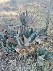 Aloe × schimperi