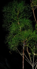 Notobubon capense