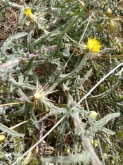 Centaurea procurrens