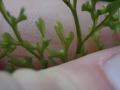 Hymenophyllum pulcherrimum image