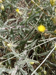 Centaurea procurrens