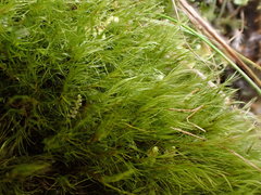 Flexitrichum gracile