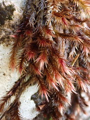 Orthothecium rufescens