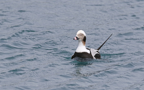 Pato havelda (Clangula hyemalis)