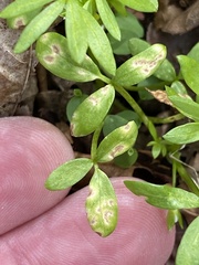 Hyaloperonospora floerkeae