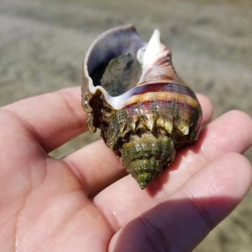 American Crown Conch
