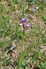Orchis militaris
