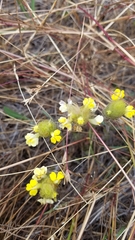 Castilleja rubicundula lithospermoides