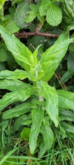 Epilobium hirsutum