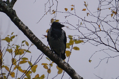 Corvus cornix