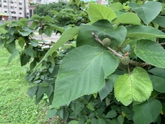 Broussonetia papyrifera