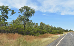 Acacia chisholmii