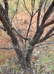 Acacia chisholmii