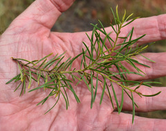 Acacia chisholmii