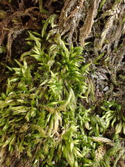 Brachythecium geheebii