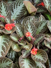 Episcia