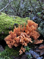 Ramaria capitata