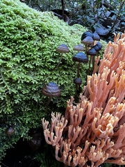 Ramaria capitata