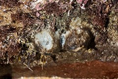 Pyura stolonifera