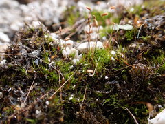 Distichium inclinatum