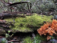 Ramaria capitata