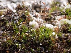 Distichium inclinatum