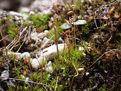 Distichium inclinatum