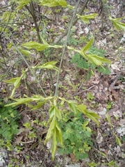 Acer platanoides