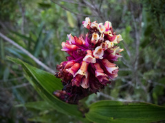 Elleanthus smithii