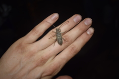 Hololeprus variolosus