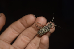 Hololeprus variolosus