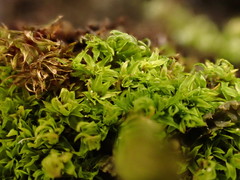 Hydrogonium amplexifolium