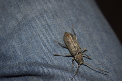 Hololeprus variolosus